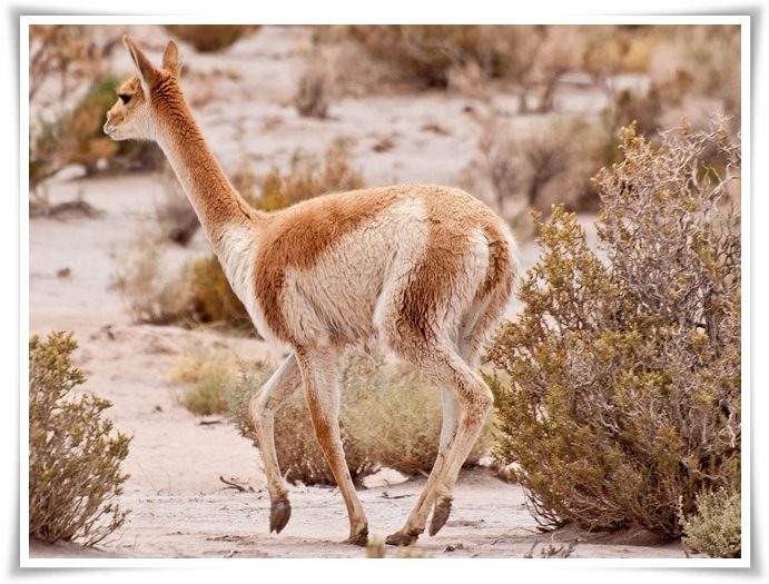 Animals Names Starting With V | Animals Name A To Z